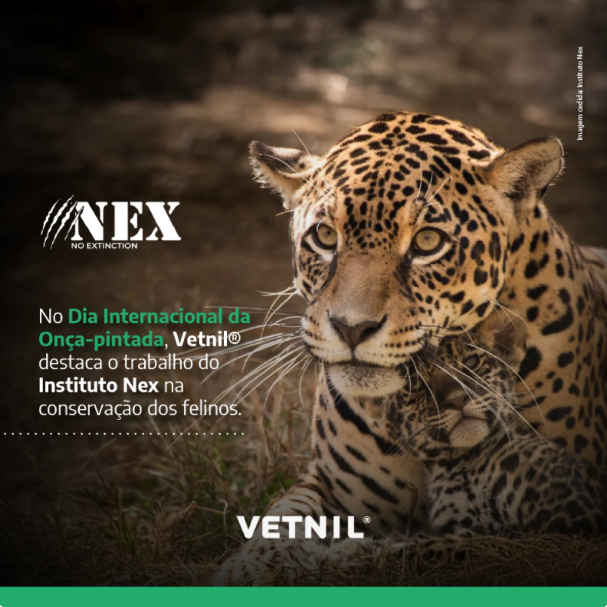 No Dia Internacional da Onça-pintada, Vetnil® destaca o trabalho do Instituto Nex na conservação dos felinos