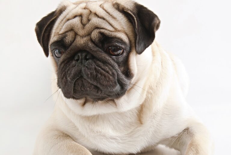 Janeiro Branco Pet: o papel da alimentação na saúde mental e no comportamento dos cães