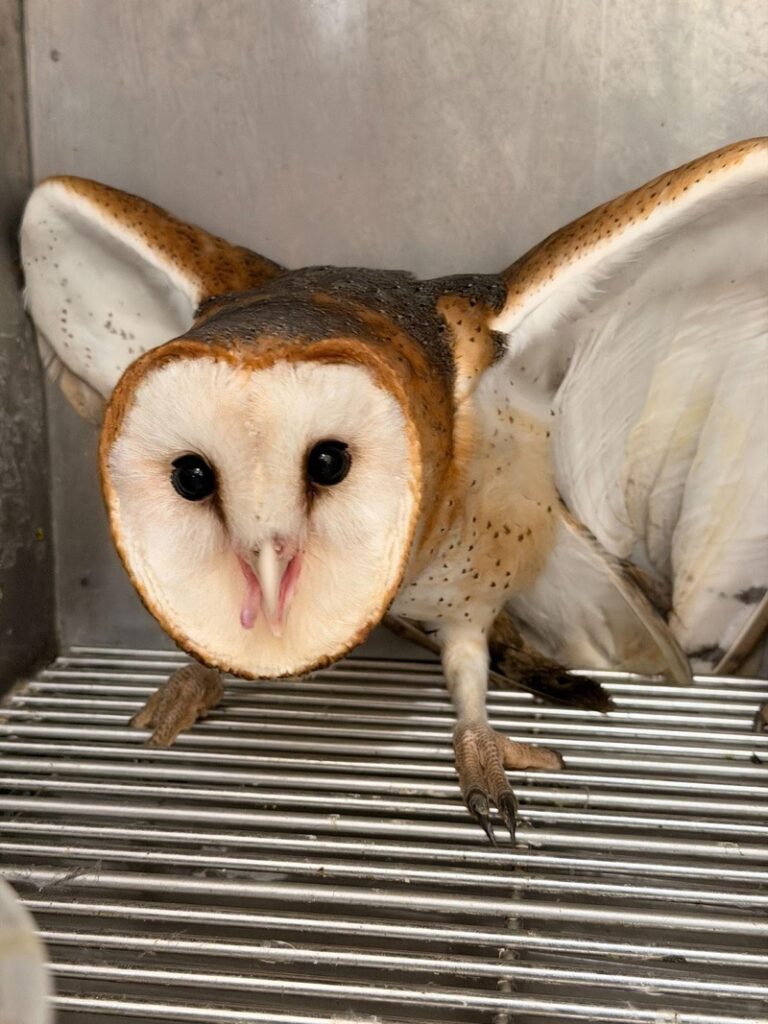 Universidade Brasil devolve animais silvestres à natureza com projeto que une preservação e ciência