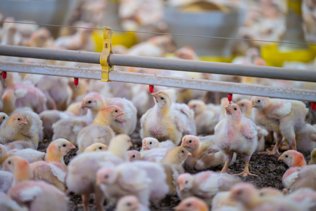 MBRF adere à COBEA para promover soluções colaborativas em bem-estar animal