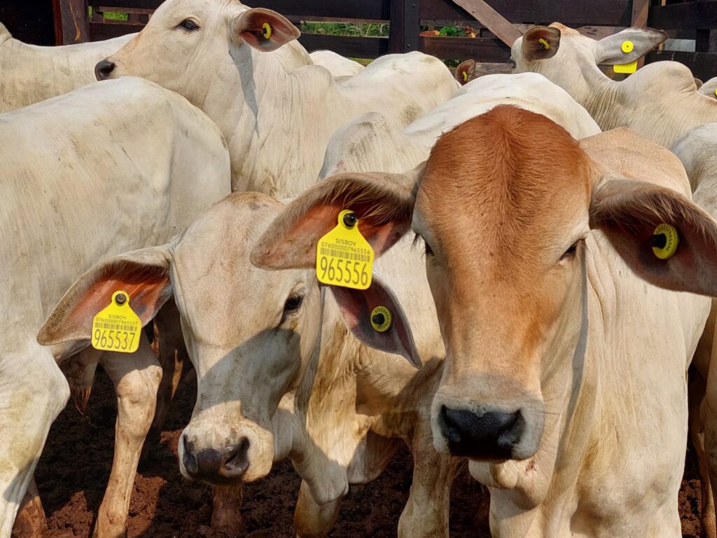 MBRF adere à COBEA para promover soluções colaborativas em bem-estar animal