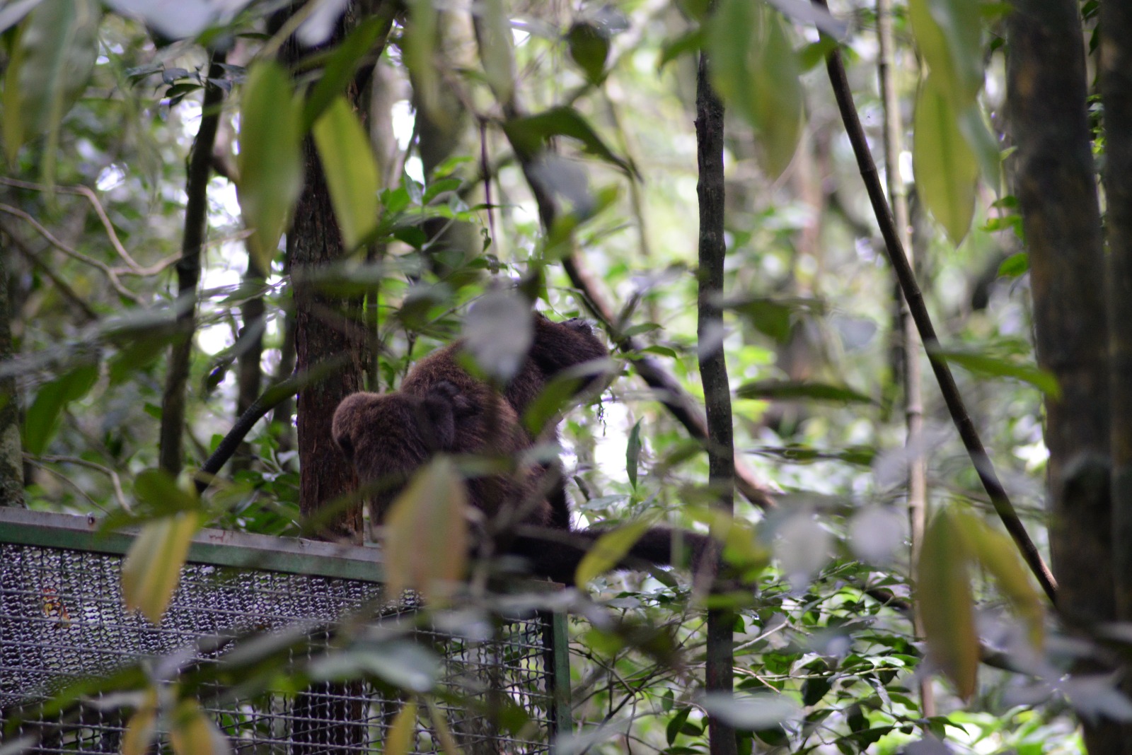 Parceria entre Fundação Florestal e Prefeitura da capital reintroduz família de bugios no Parque Estadual da Cantareira após surto de febre amarela