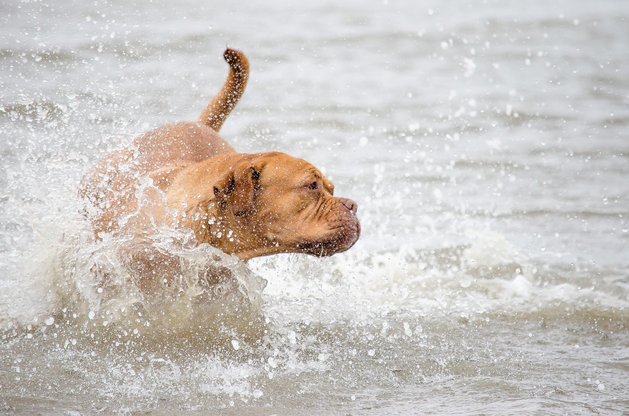 Verão exige atenção redobrada aos cuidados com os pets