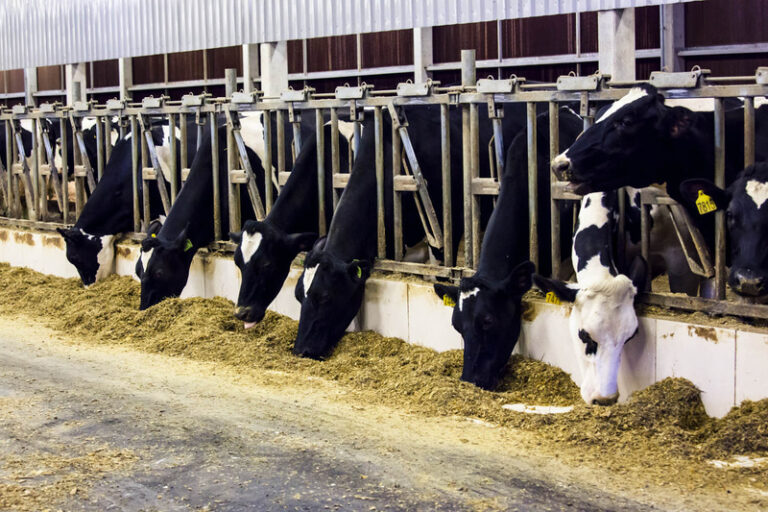 Leite brasileiro emite menos da metade do carbono que a média mundial, revela estudo inédito da Cargill, USP e Embrapa