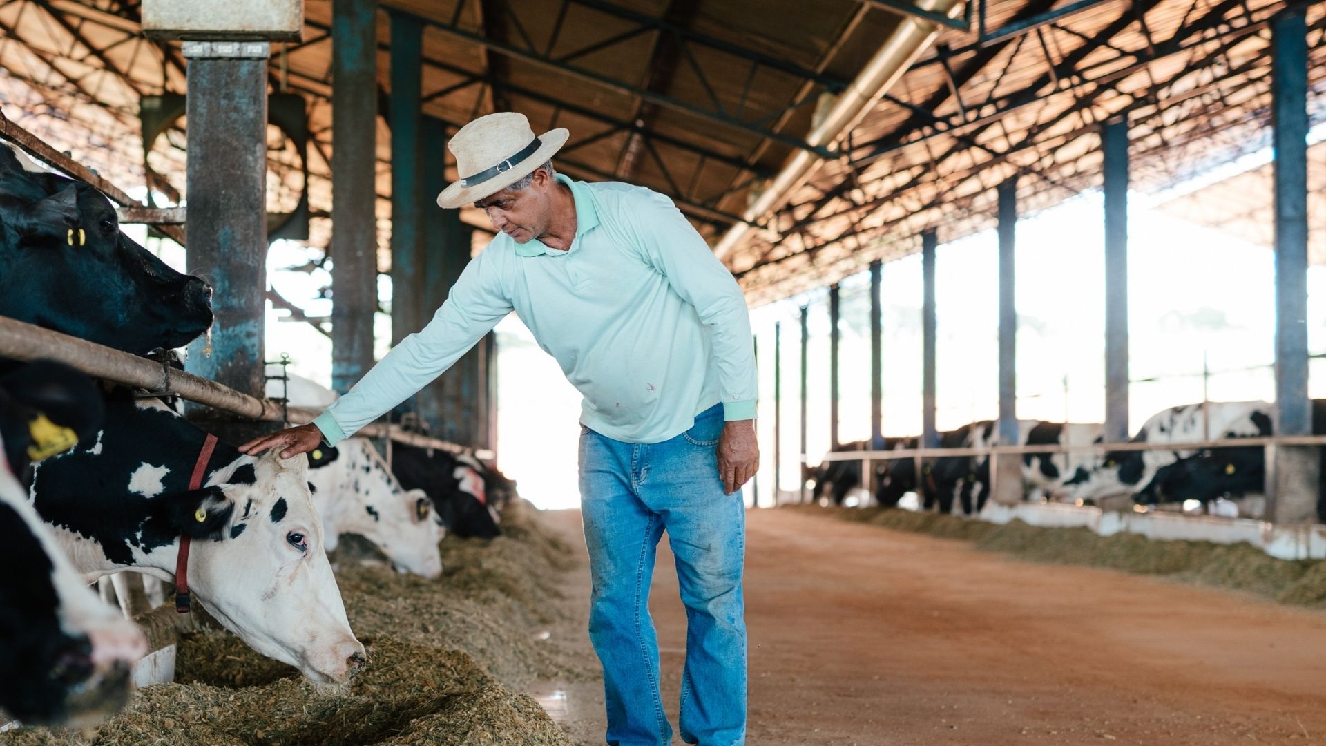 Programa de boas práticas incentiva o bem-estar animal em fazendas de gado de leite