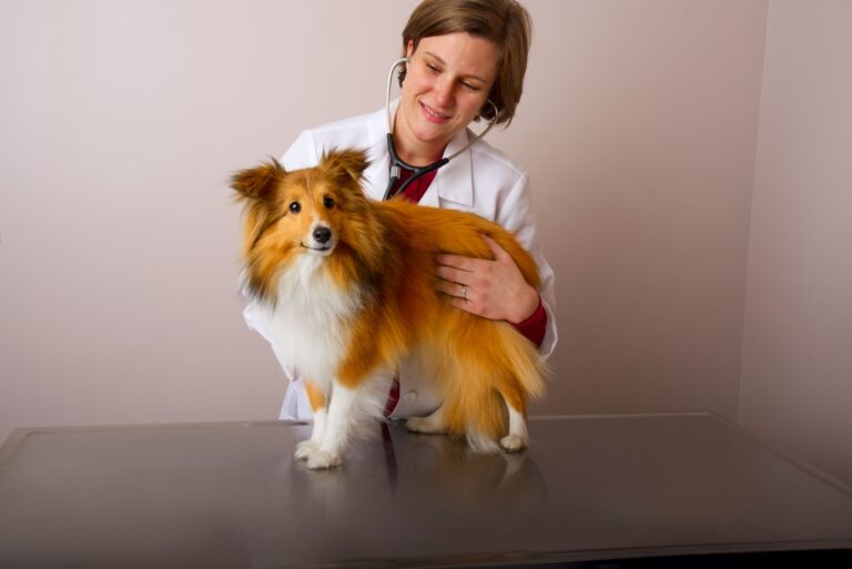 Especialista alerta sobre os riscos da automedicação, da troca de medicação e da interrupção de tratamentos em pets