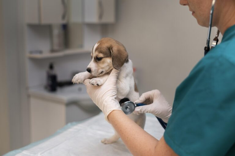 Clínicas veterinárias da Anhembi Morumbi realizaram cerca de 10 mil atendimentos em 2025