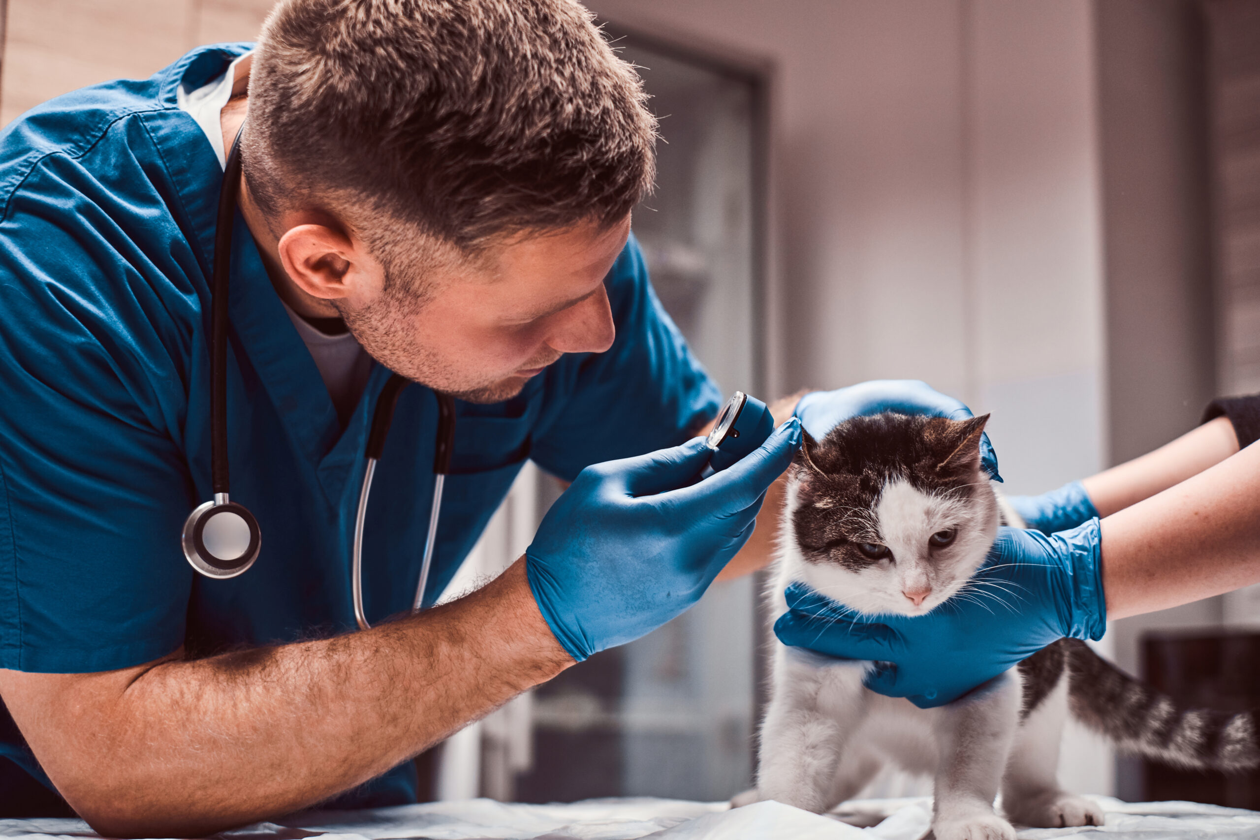 A pergunta “quanto ganha um veterinário” está entre as mais buscadas por estudantes, profissionais e até tutores interessados na carreira. Com a divulgação do Radar Vet 2025, o mercado passa a ter um retrato mais claro sobre o salário do médico-veterinário no Brasil — e, principalmente, sobre como essa remuneração varia de acordo com a área de atuação e o posicionamento profissional.