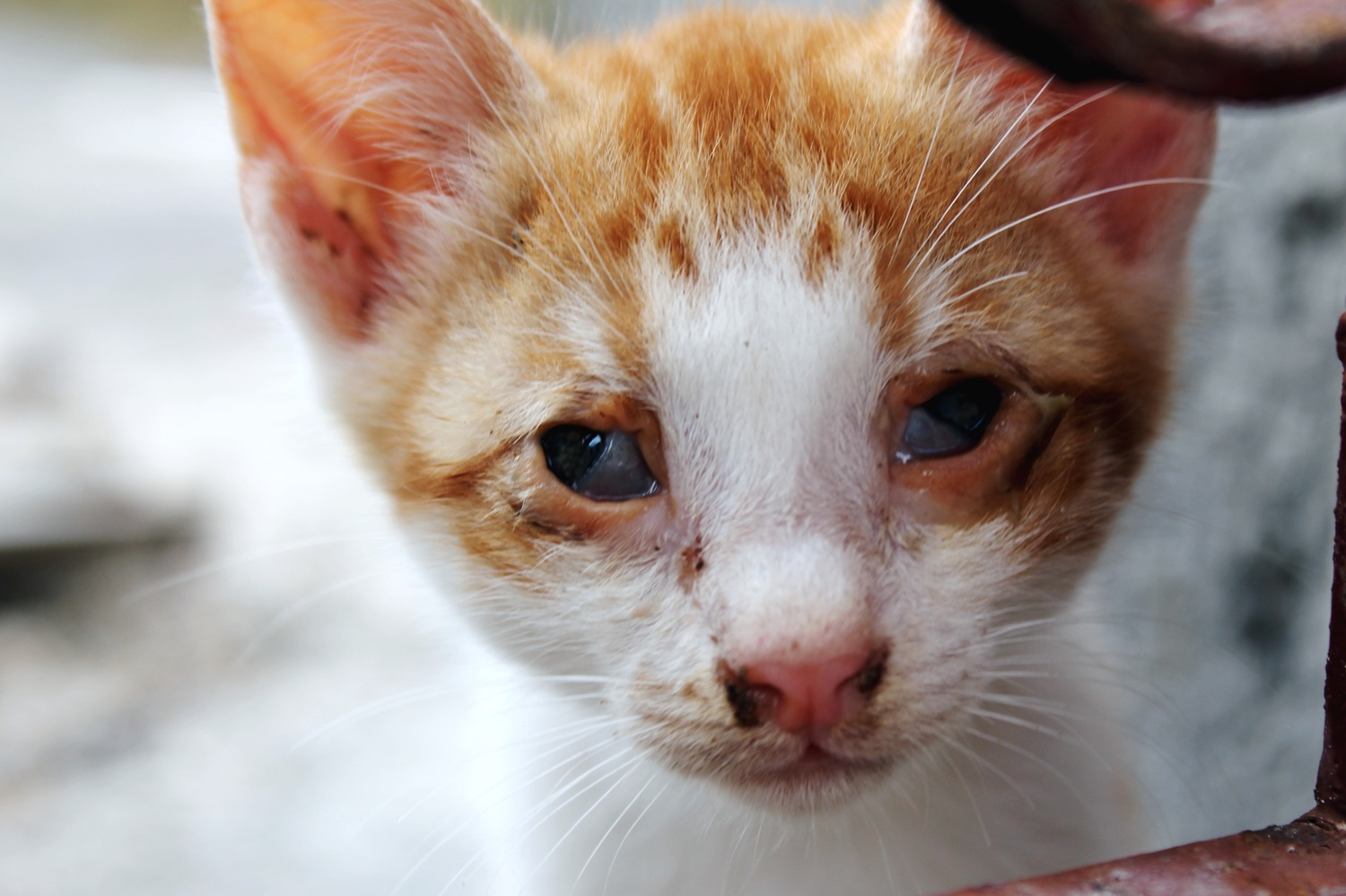 MSD Saúde Animal lança campanha de prevenção à Leucemia Viral Felina