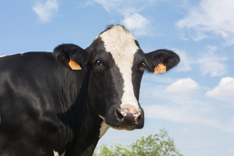 Mastite no período chuvoso: como o contato com o barro gera impactos na produção e qualidade do leite