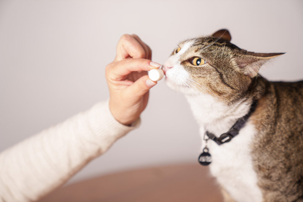 Tratamento com até 90% de resposta clínica muda cenário da peritonite infecciosa felina no Brasil