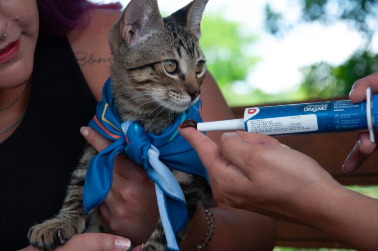 Tratamento com até 90% de resposta clínica muda cenário da peritonite infecciosa felina no Brasil