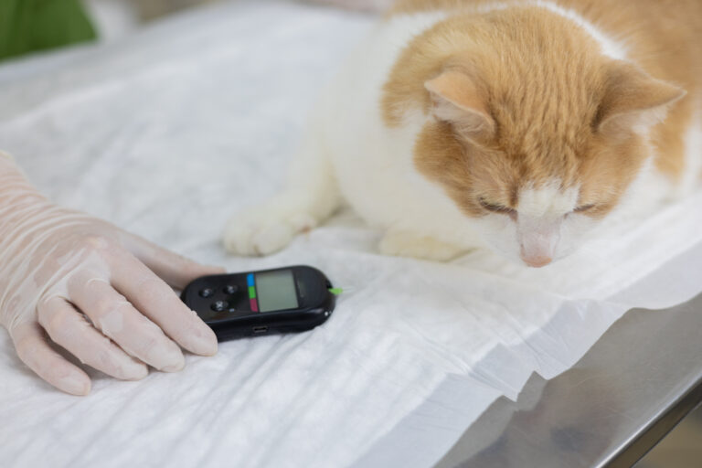 Atualização técnica em diabetes mellitus em cães e gatos: diretrizes recentes e brochura prática com Caninsulin reforçam o manejo clínico seguro desde o primeiro atendimento