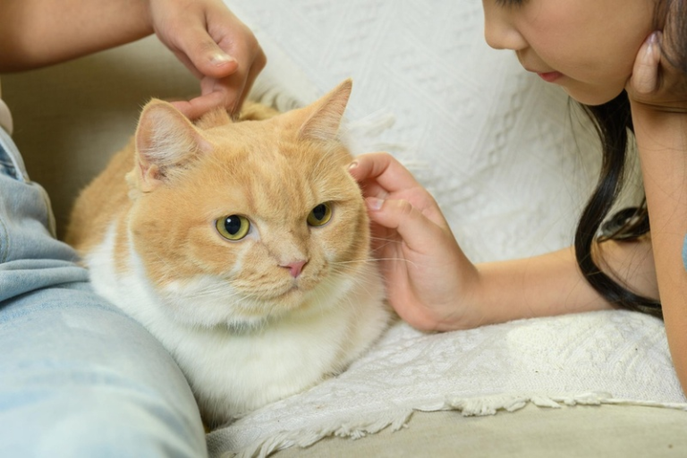 Campanha reforça alerta para DRC em gatos e destaca importância do diagnóstico precoce