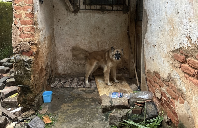 Instituto Caramelo apoia resgate de animais afetados pelas chuvas em Juiz de Fora (MG)