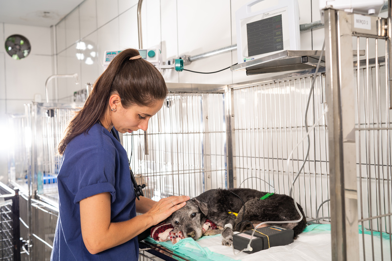 Do abrigo à cura: como a medicina de abrigo e a saúde única se conectam à descoberta da polilaminina e à esperança de mobilidade para cães
