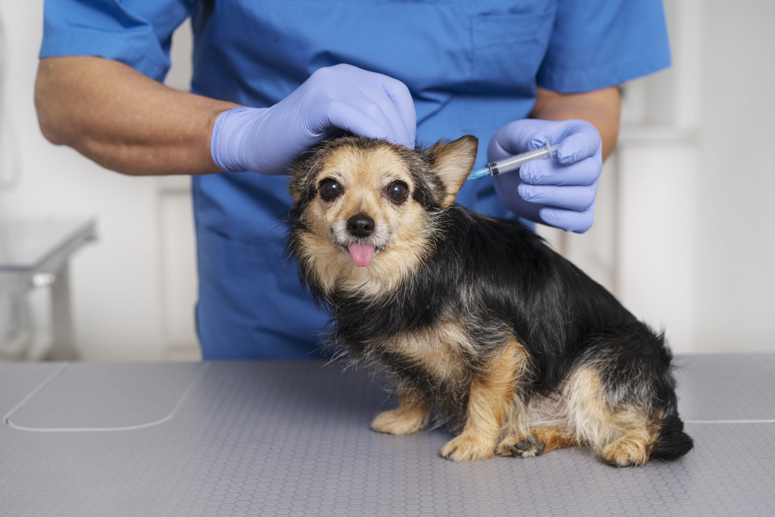 O que você precisa saber sobre a vacina contra a gripe canina