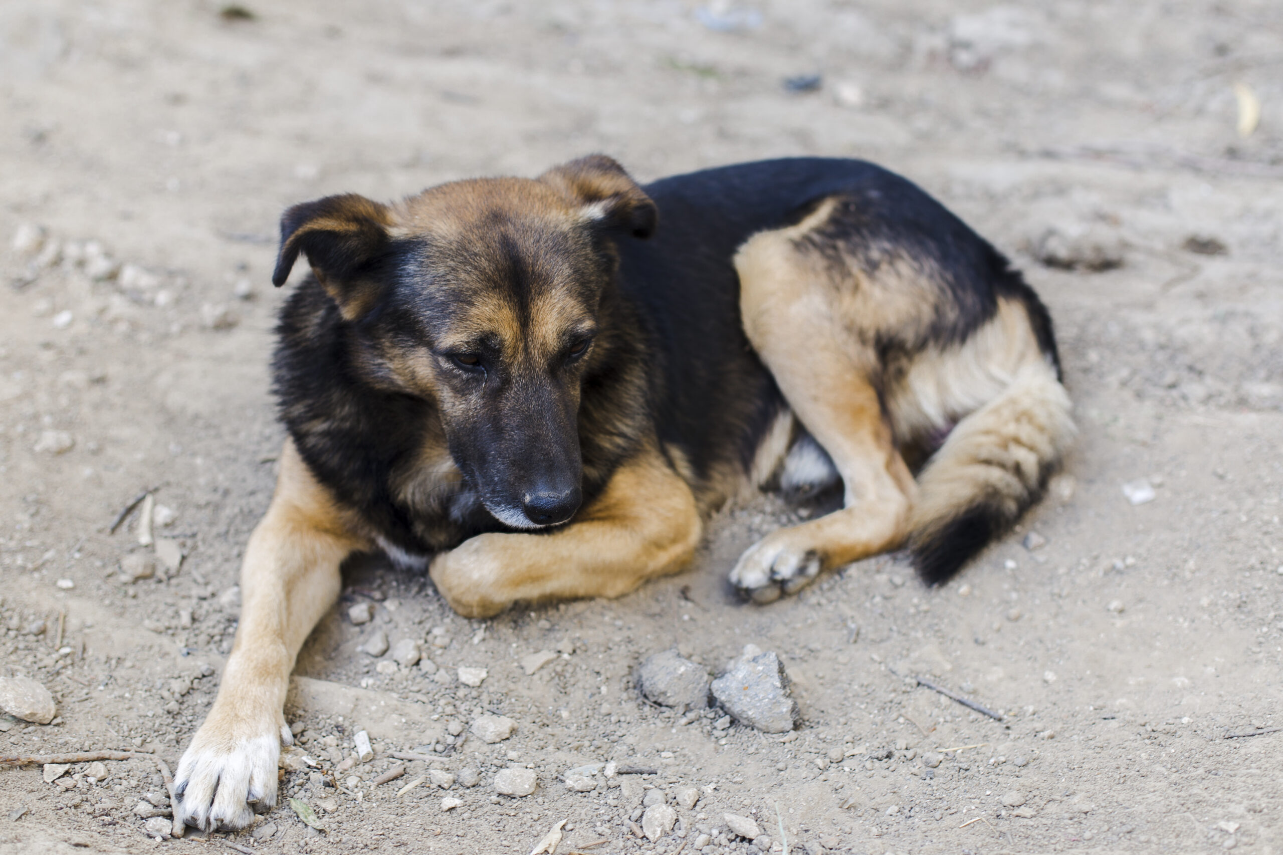 Governo Federal anuncia curso contra maus-tratos a animais.