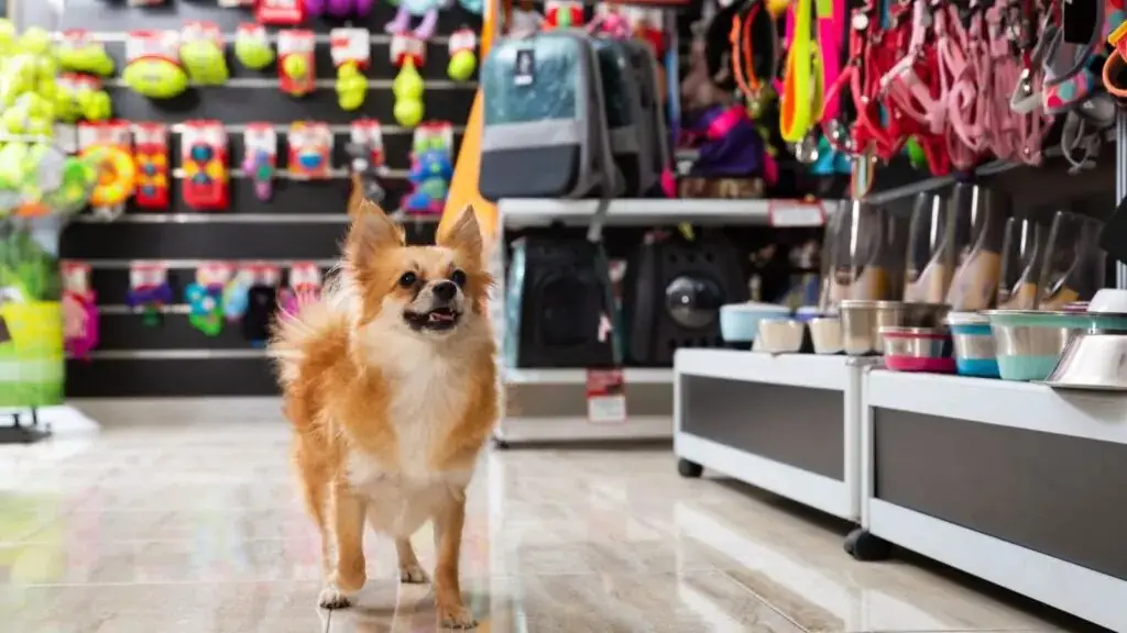 Mercado pet avança com foco em prevenção e tecnologia, aponta MSD Animal