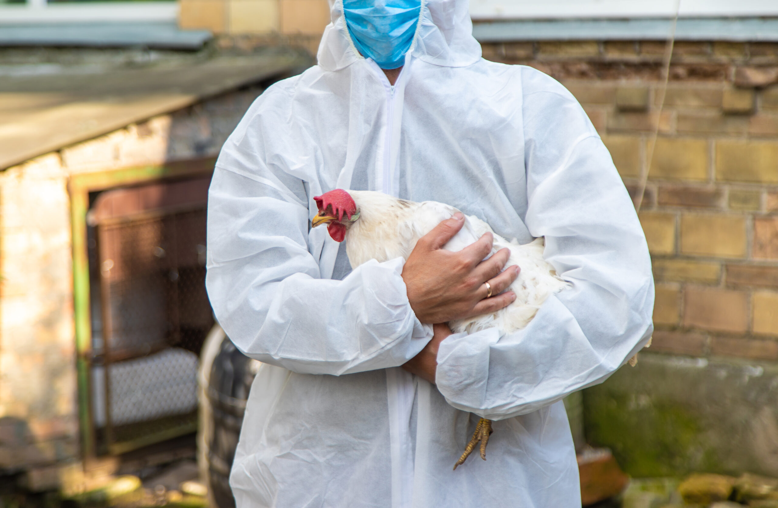 O alerta emitido pela Organização das Nações Unidas para a Alimentação e a Agricultura (FAO) sobre o risco de intensificação e disseminação regional da influenza aviária na América Latina e no Caribe reposiciona a vigilância em saúde animal como uma agenda estratégica para o agro. Mais do que um evento sanitário restrito à avicultura, a circulação do vírus H5N1 de alta patogenicidade envolve interfaces entre aves silvestres, produção comercial, criações de subsistência, biodiversidade, saúde pública e comércio internacional. A combinação entre migração de aves, circulação viral persistente e integração econômica das cadeias produtivas torna a resposta sanitária dependente de monitoramento contínuo, capacidade laboratorial e coordenação entre países.