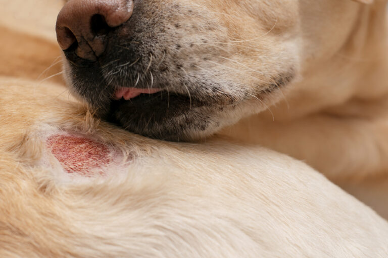 A MSD Saúde Animal anunciou a entrada oficial no mercado dermatológico pet brasileiro com o lançamento de Numelvi®, medicamento voltado ao controle do prurido e da inflamação associados à dermatite alérgica em cães, com destaque para a dermatite atópica canina (DAC). A movimentação marca um avanço estratégico da companhia em um segmento de alto valor agregado dentro da clínica de pequenos animais, sustentado pela recorrência dos casos, pela necessidade de tratamento contínuo e pela busca crescente por terapias que conciliem eficácia, segurança sistêmica e praticidade para o tutor.