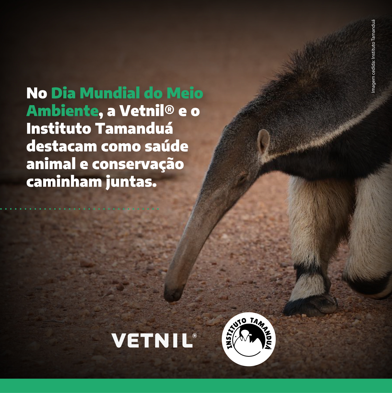 No Dia Mundial do Meio Ambiente, a Vetnil e o Instituto Tamanduá destacam como saúde animal e conservação caminham juntas