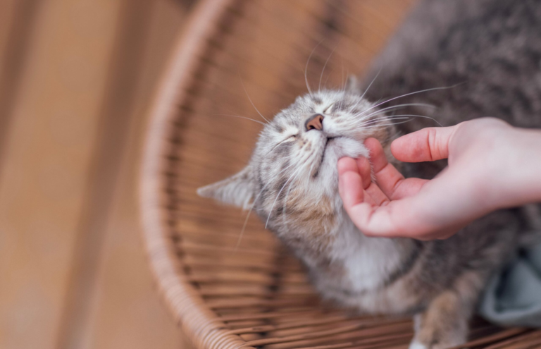 Muito além do espirro: MSD Saúde Animal alerta como a vacinação evita sequelas crônicas da "gripe felina"