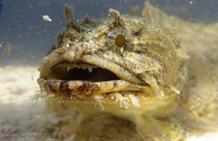 Projeto avalia potencial do peixe-sapo para a pesca sustentável e a conservação no litoral do Paraná
