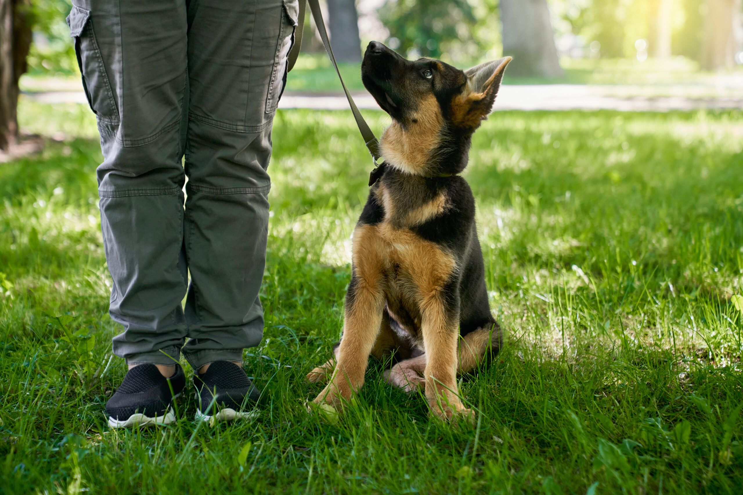 Senado discute regras inéditas para guarda de pets após separação