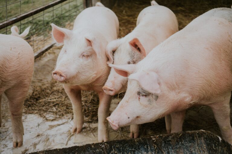 Tecnologia para supressão temporária do estro em fêmeas suínas contribui para previsibilidade produtiva e resultado consistente nas granjas