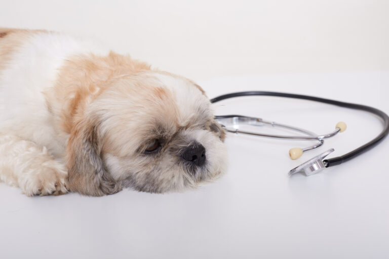 Dermatite atópica canina acende alerta e lidera atendimentos dermatológicos