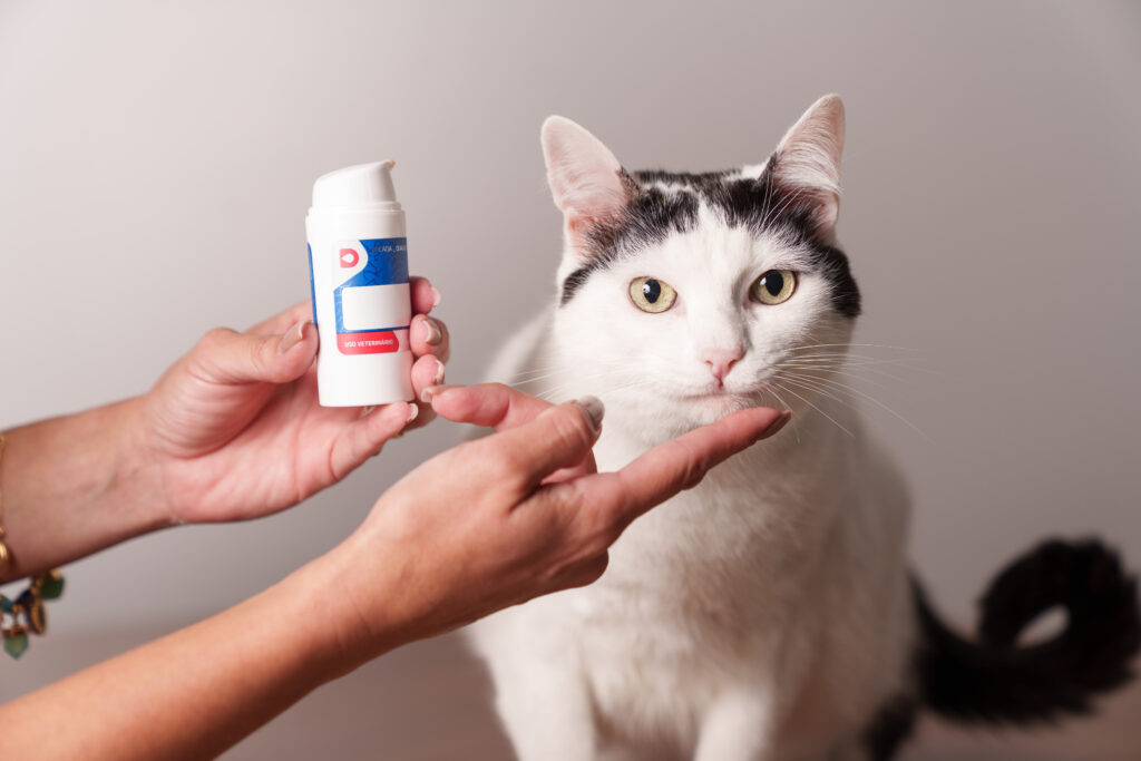 Colesterol elevado em cães e gatos pode revelar doenças ocultas