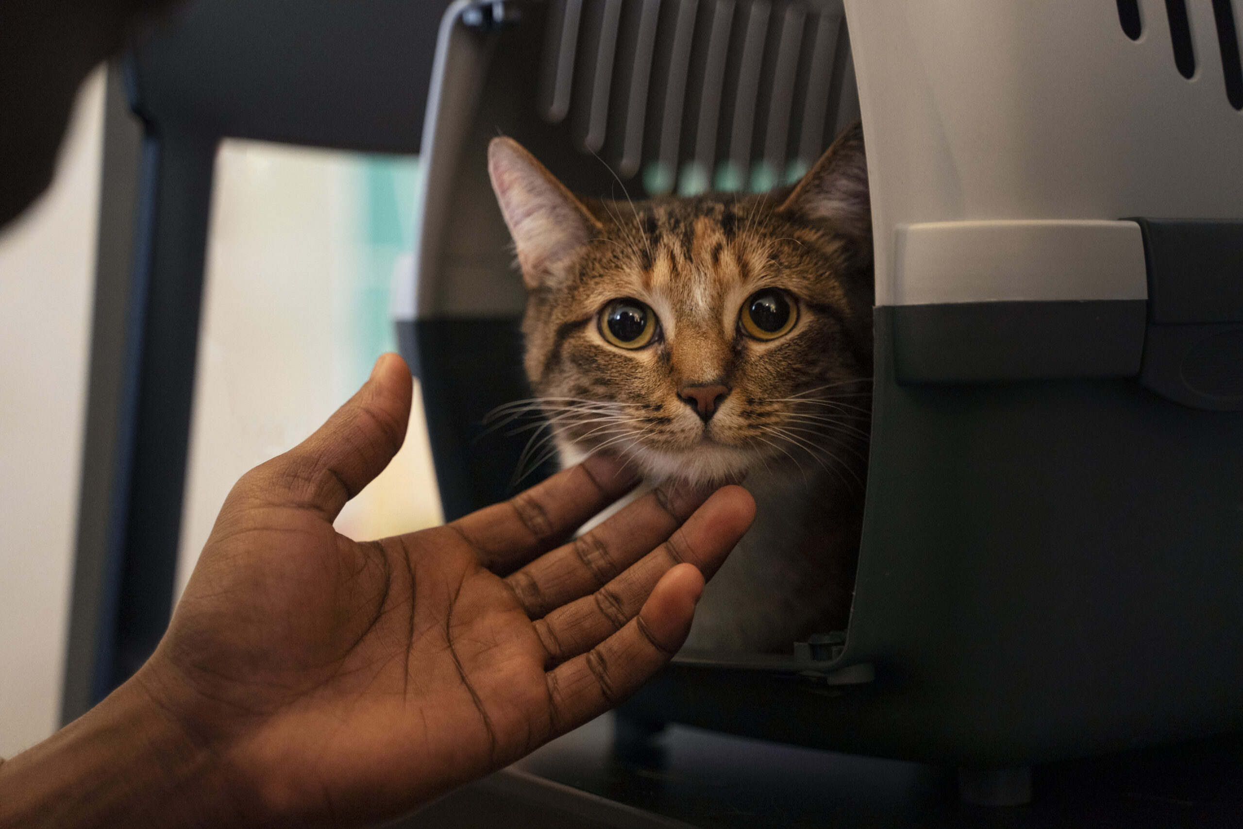 Gatos podem viajar de avião? Entenda as regras sobre cabine, caixa de transporte, sedação, jejum, documentos e segurança durante o voo.