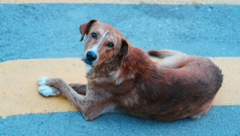 A incontinência urinária em cadelas castradas é uma condição frequente na rotina de pequenos animais e pode comprometer o bem-estar do paciente, a higiene do ambiente domiciliar e a relação entre tutor e animal. Entre as principais causas adquiridas está a incompetência do mecanismo do esfíncter uretral, conhecida como USMI, caracterizada pela perda passiva e involuntária de urina durante a fase de armazenamento vesical.