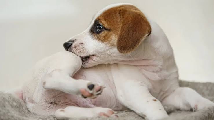 4 em cada 10 cães com doenças alérgicas de pele têm qualidade de vida afetada