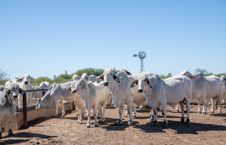 Resistência parasitária avança no campo e exige alerta no controle sanitário dos rebanhos