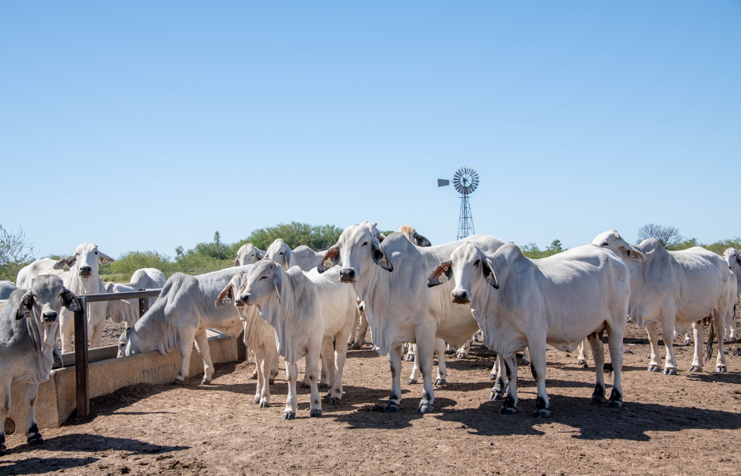 Resistência parasitária avança no campo e exige alerta no controle sanitário dos rebanhos