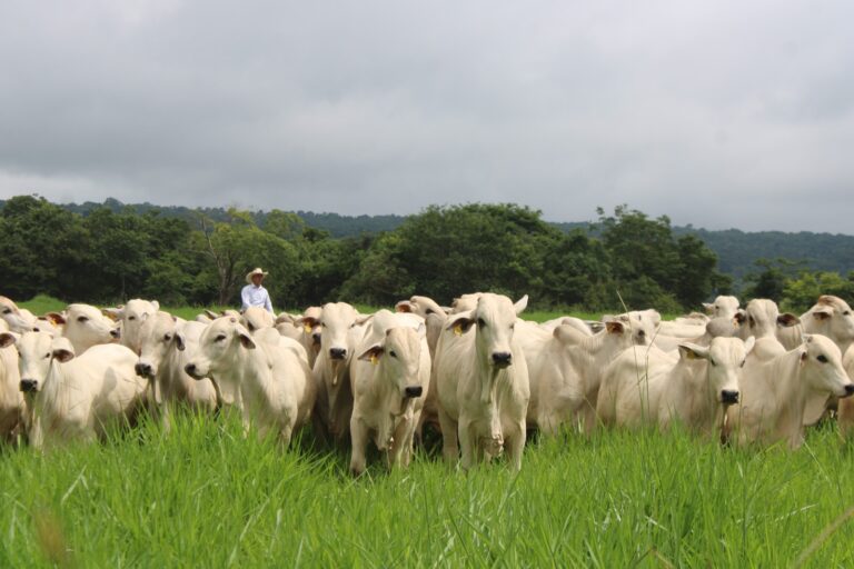Bem-estar animal ganha protagonismo no acesso a novos mercados