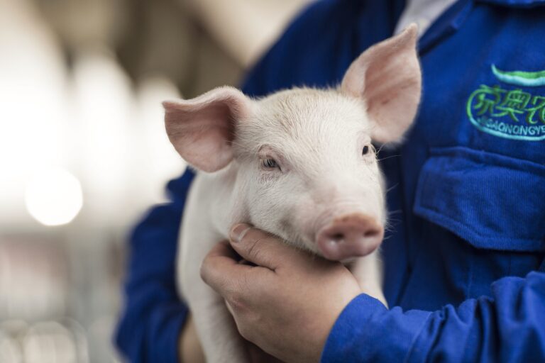 Imunocastração avança na suinocultura moderna ao aliar eficiência produtiva, previsibilidade e bem-estar animal