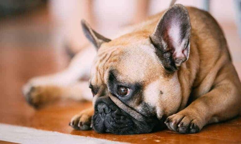 Agosto "Mês do Cachorro Louco": MSD Saúde Animal explica o mito por trás do ditado popular e reforça a importância da vacinação antirrábica