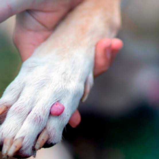 Caroço em pets: diagnóstico precoce é decisivo para evitar casos graves