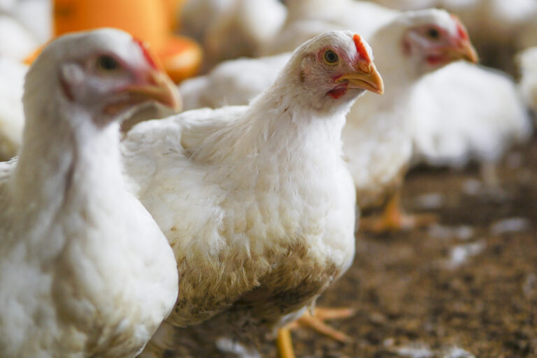 FACTA Conecta discute o uso de antimicrobianos e seu impacto no comércio internacional de produtos de origem animal