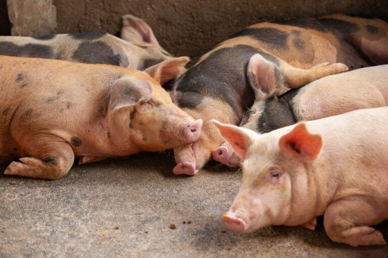 Frimesa anuncia adoção do sistema "Cobre e Solta" para novos projetos e avança no bem-estar de porcas reprodutoras