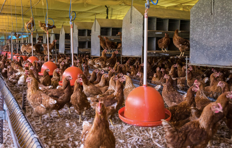 Galinhas livres de gaiolas e foco em biossegurança garantem produção de ovos bem-sucedida