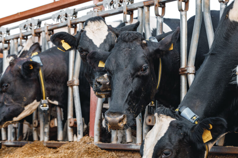 Brucelose: por que o diagnóstico rápido é essencial para proteger a pecuária brasileira