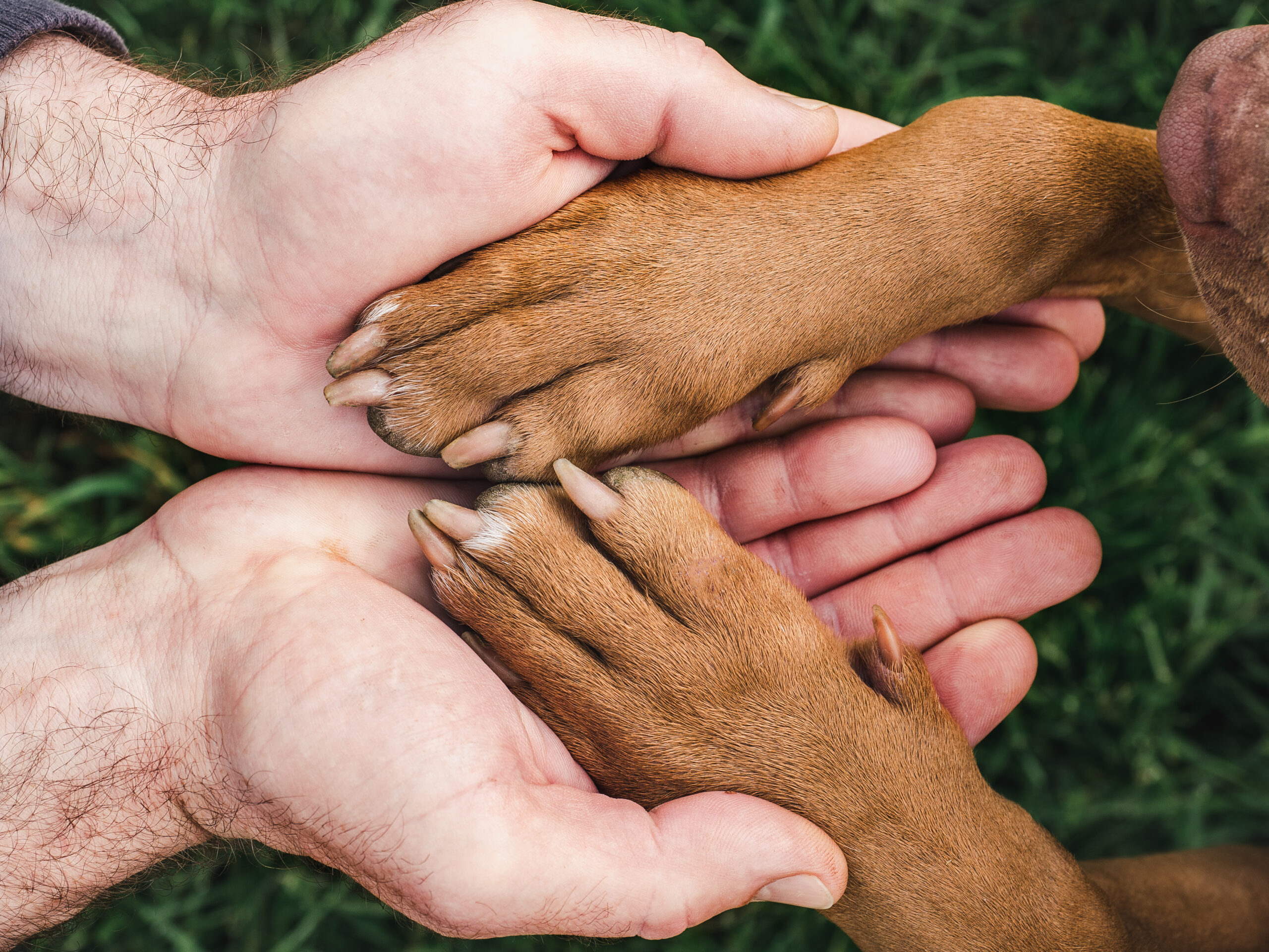 A realidade da adoção: pesquisa inédita revela como idade, cor e porte definem o destino de animais em abrigos no Brasil