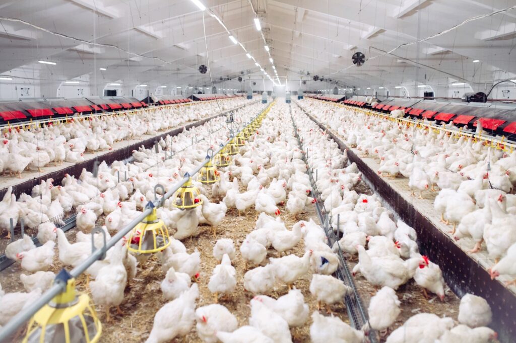 Entenda a relação entre resistência antimicrobiana, eubióticos e saúde intestinal na produção animal. Leia o artigo completo no DigiVets.