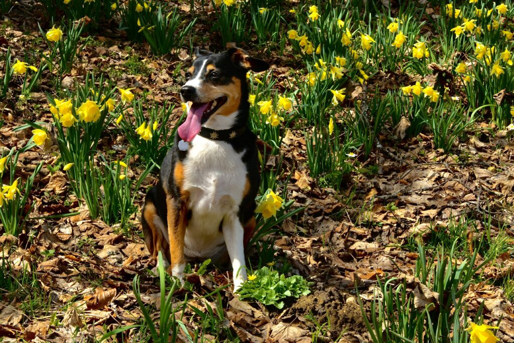 A própolis verde para cães já é investigada em estudos sobre alimentação animal, embora as evidências ainda dependam do tipo de extrato, da dose e da composição utilizada. Conhecida principalmente pelo uso humano, a própolis verde brasileira também começa a ganhar espaço na pesquisa veterinária e no desenvolvimento de formulações destinadas aos animais.
