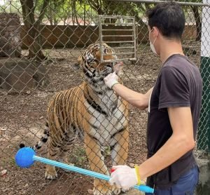 Pesquisador desenvolve pesquisa que auxilia no manejo veterinário e reduz agressividade de tigres mantidos sob cuidado humano