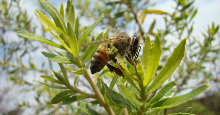 Própolis verde para cães: veja o que estudos mostram sobre alimentação animal, Artepillin C, flavonoides, padronização e limites das evidências.